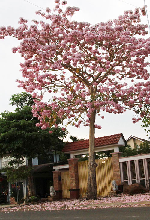 Cây Hồng phấn trên đường Lý Thường Kiệt