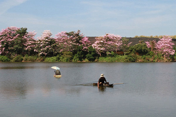 Hồng phấn khoe sắc bên hồ Nam Phương