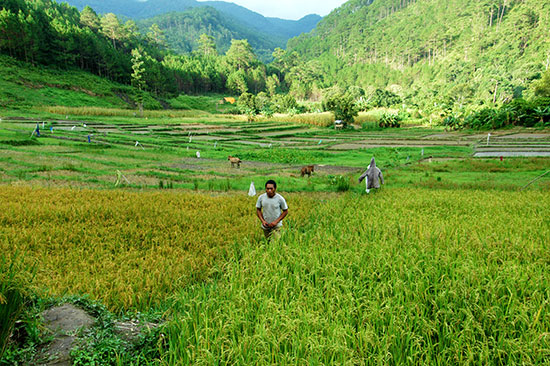 Làng trong rừng thẳm