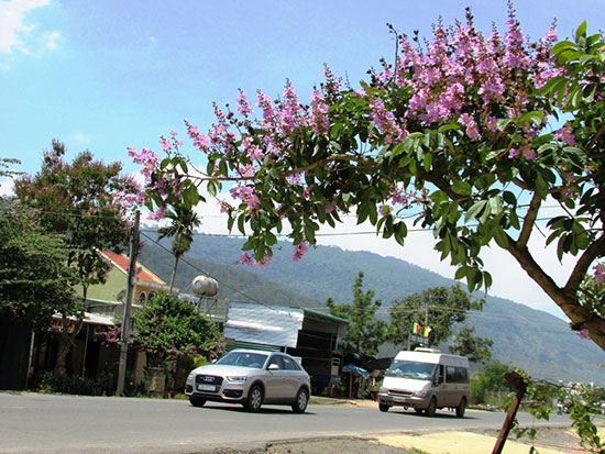 Mùa bằng lăng tím đã về