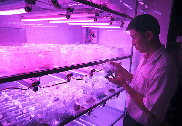 Thử nghiệm đèn led trong nuôi cấy mô