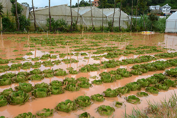 Giải pháp khắc phục ngập úng cục bộ khi mùa mưa đến