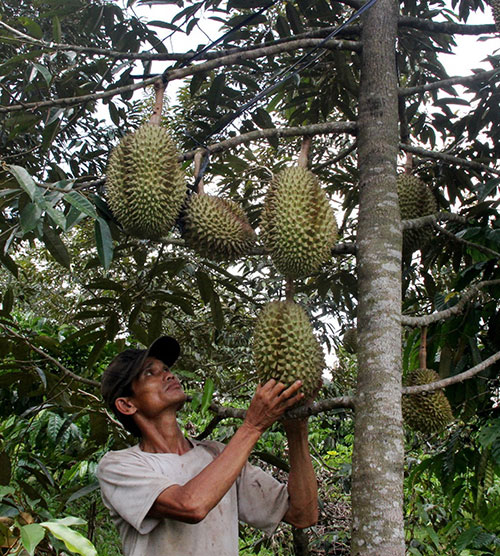 Sầu riêng bội thu, người dân vẫn lo âu?