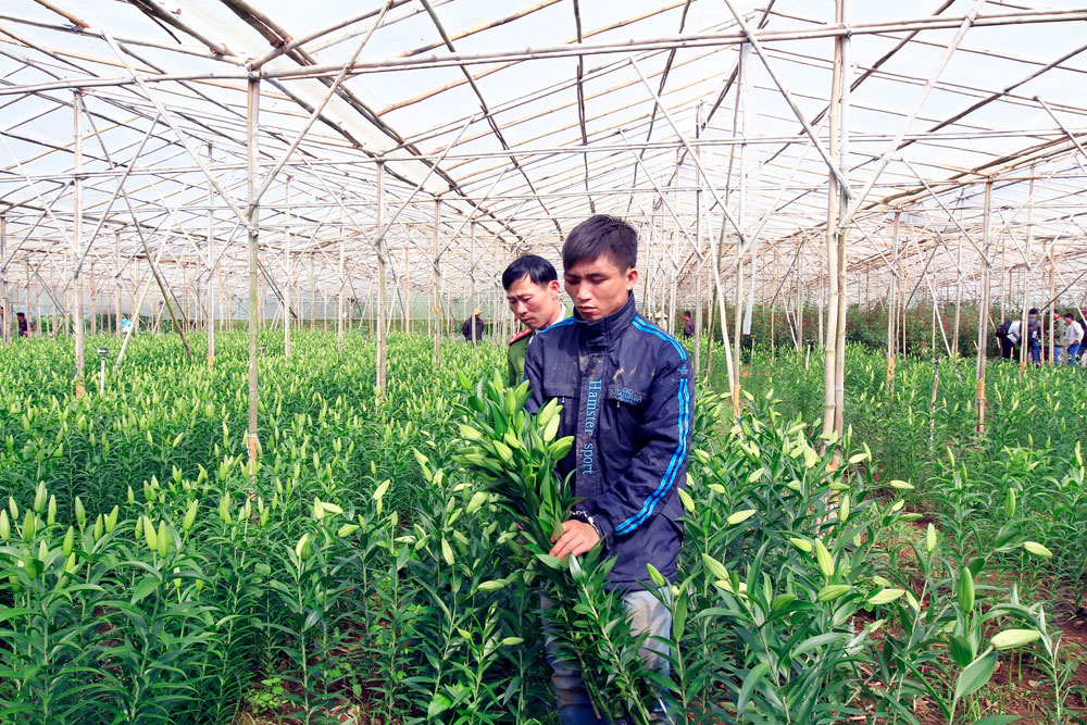 Đối tượng Mạnh tại hiện trường vụ trộm hoa vườn nhà ông Vỹ