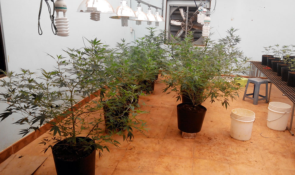 Thuê nhà trồng 175 cây cần sa