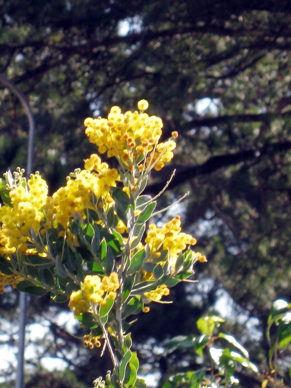 Mimosa mùa không hoa