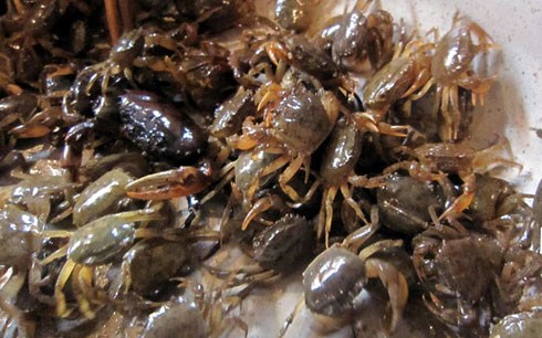 Sai lầm chết người cần tránh khi ăn canh cua đồng