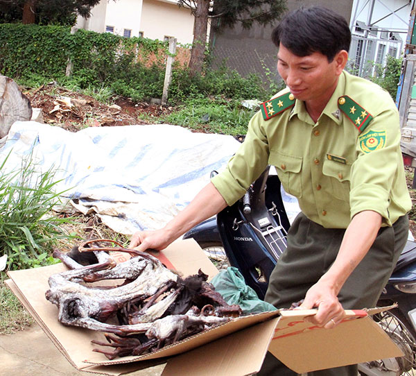 Loài Voọc chà vá chân đen kêu cứu!