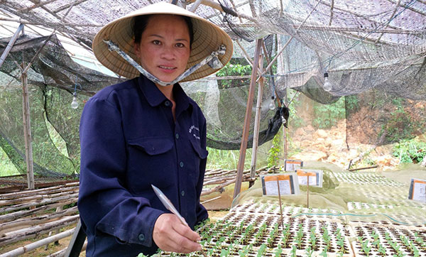 Người ươm mầm cho cây hè phố