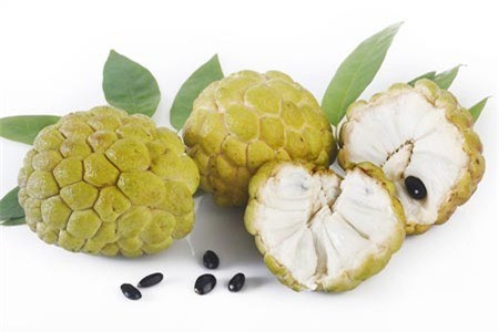Hạt của quả na (mãng cầu xiêm, mãng cầu gai) giống như thuốc độc.