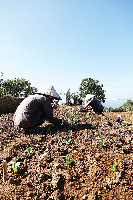 Những nông dân đang "vẽ màu" cho ruộng bậc thang. Ảnh: N.THI