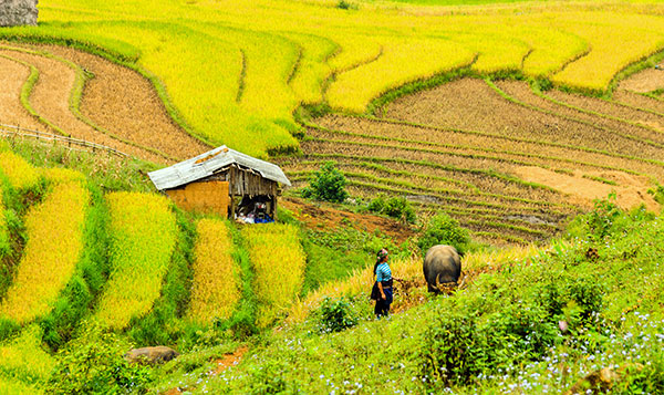 &quot;Sóng vàng&quot; Tây Bắc