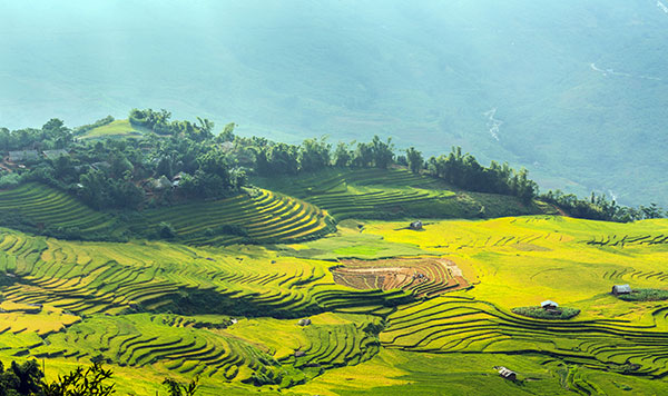 Bản làng nhấp nhô giữa mênh mông “sóng vàng”