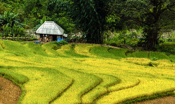 Không cần quy hoạch, không cần kiến trúc sư vẽ vời, họ tự qui hoạch cho mình những thửa ruộng cạnh nhà đẹp như tranh