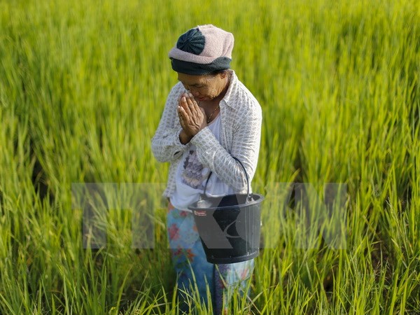 Chính phủ Thái Lan kêu gọi nông dân trên cả nước dừng trồng lúa