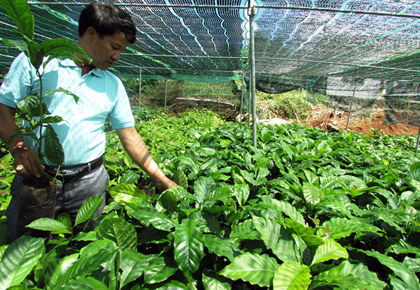 Bội thu từ những mầm chồi