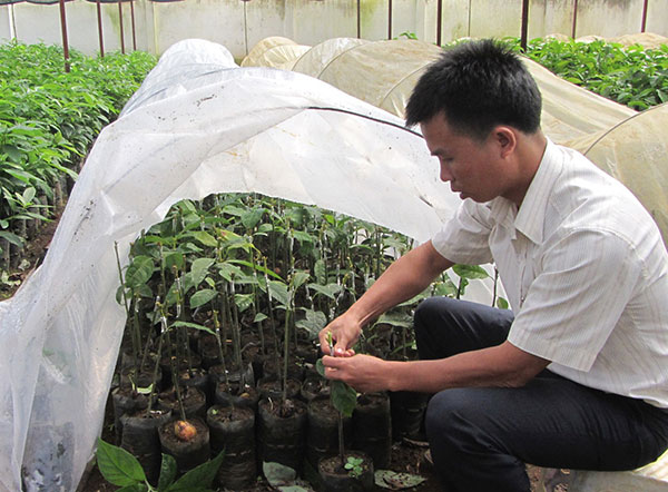 Cử nhân mê làm vườn