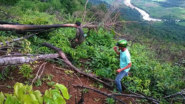 Trung bình mỗi tháng phát hiện 159 vụ vi phạm trong lĩnh vực lâm nghiệp