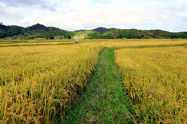 Được mùa