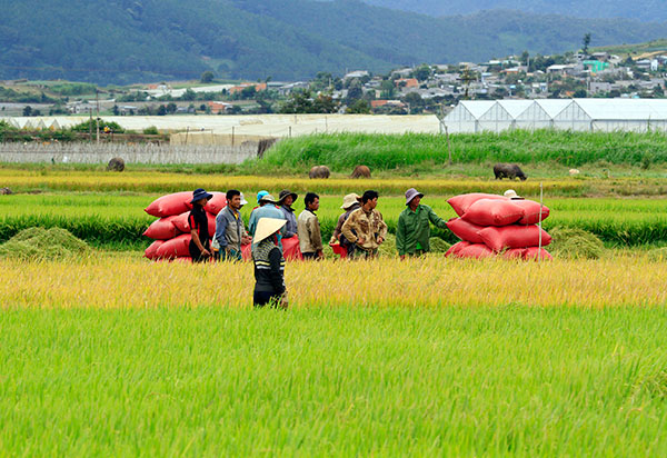 Cơ giới hóa