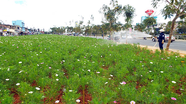 Cánh đồng hoa bướm sẽ tạo nên vẻ đẹp riêng biệt