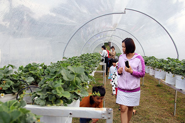 Đà Lạt: Công nhận 25 điểm đến du lịch Nông nghiệp công nghệ cao