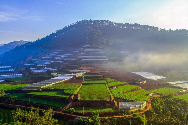 Sản xuất nông nghiệp công nghệ cao