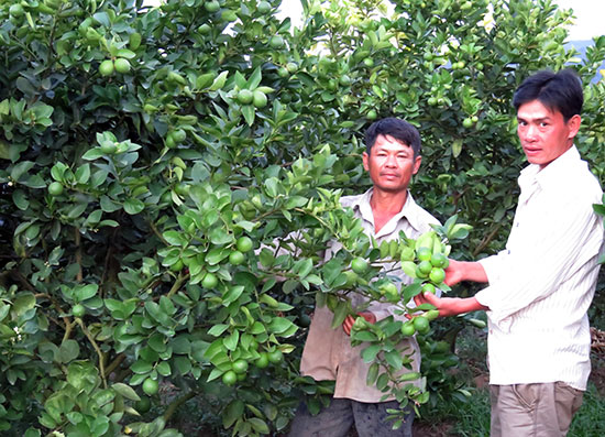 Kết quả sau 5 năm xây dựng nông thôn mới ở Đam Rông