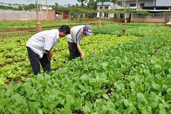 Về thăm phường đạt chuẩn "văn minh đô thị" Lộc Sơn