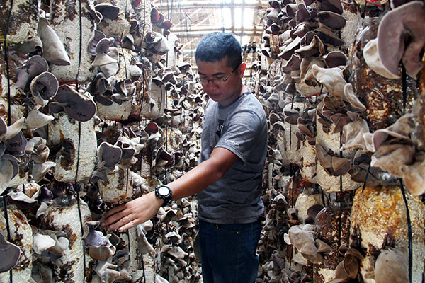 Nấm mèo xuất ngoại của cử nhân trẻ