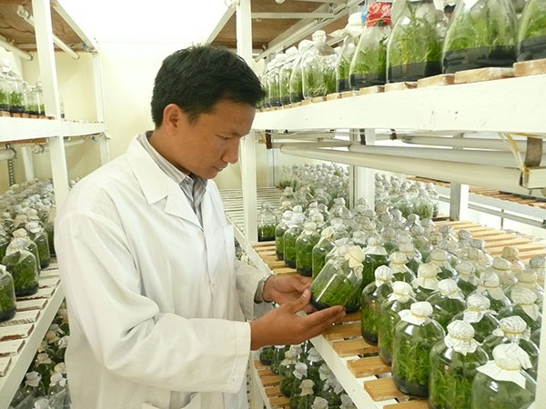 Tạo giống đột biến cho cây trồng