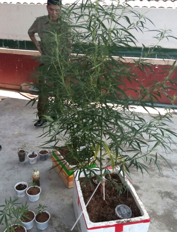 Trồng cần sa trên sân thượng