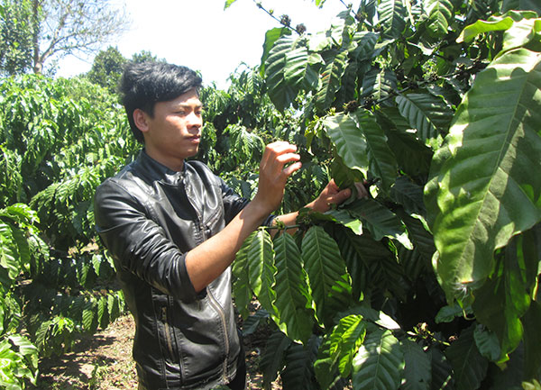 Chàng sinh viên làm giàu từ mô hình VAC trên vùng đất khó