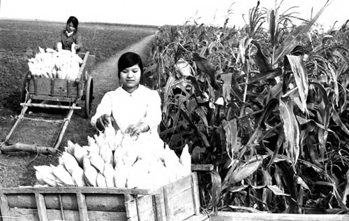 Một thời "rực lửa" thanh niên tiền trạm