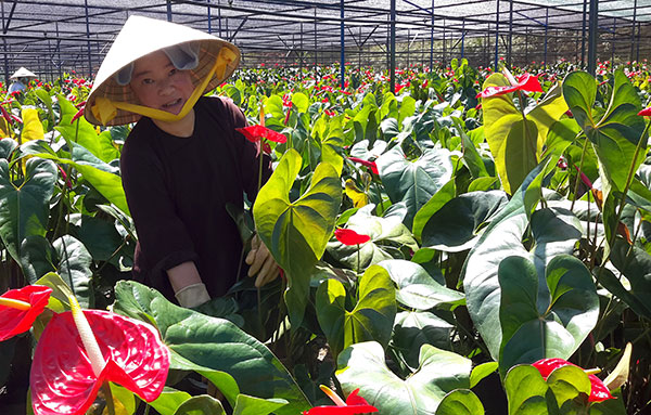 Chốn thanh tịnh ngập sắc hồng môn...