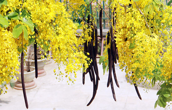 Nữ hoàng buông trái bung hoa giữa sân công sở.