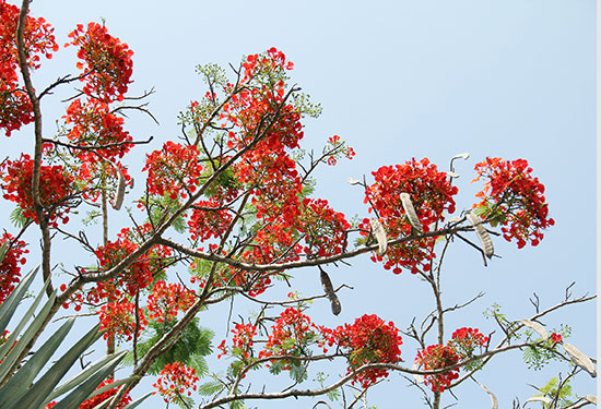 Cháy” trời hoa phượng đỏ.