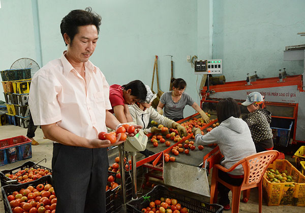 Sáng chế thành công máy rửa, phân loại cà chua