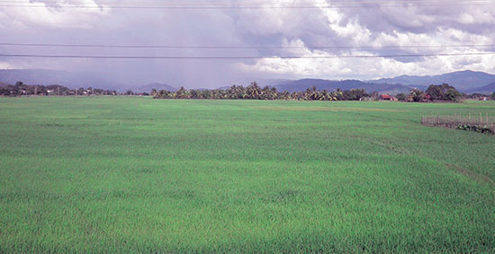 Cánh đồng lúa An Nhơn
