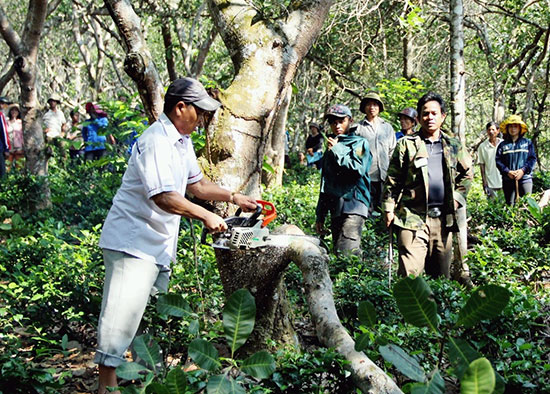 Đạ Huoai: Phát động chiến dịch tỉa cành, tạo tán cây điều