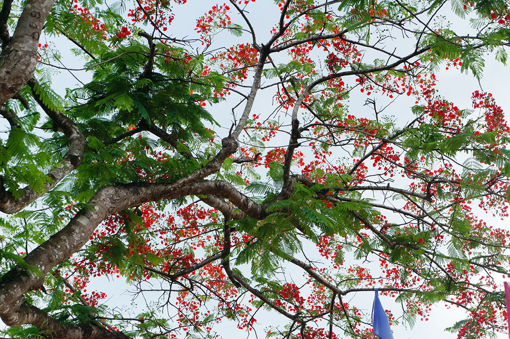 Phượng hè