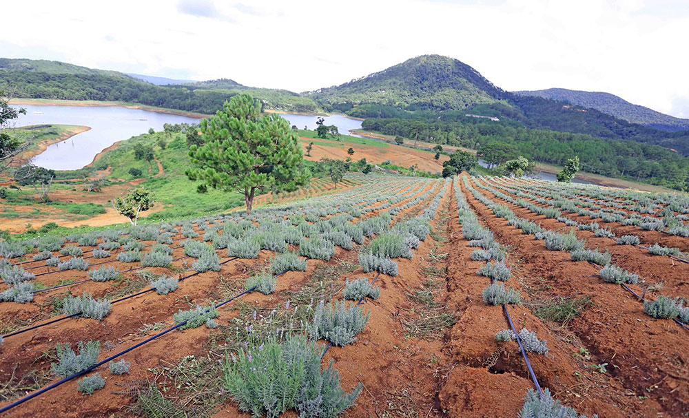Đồi hoa lavender Đà Lạt gây sốt