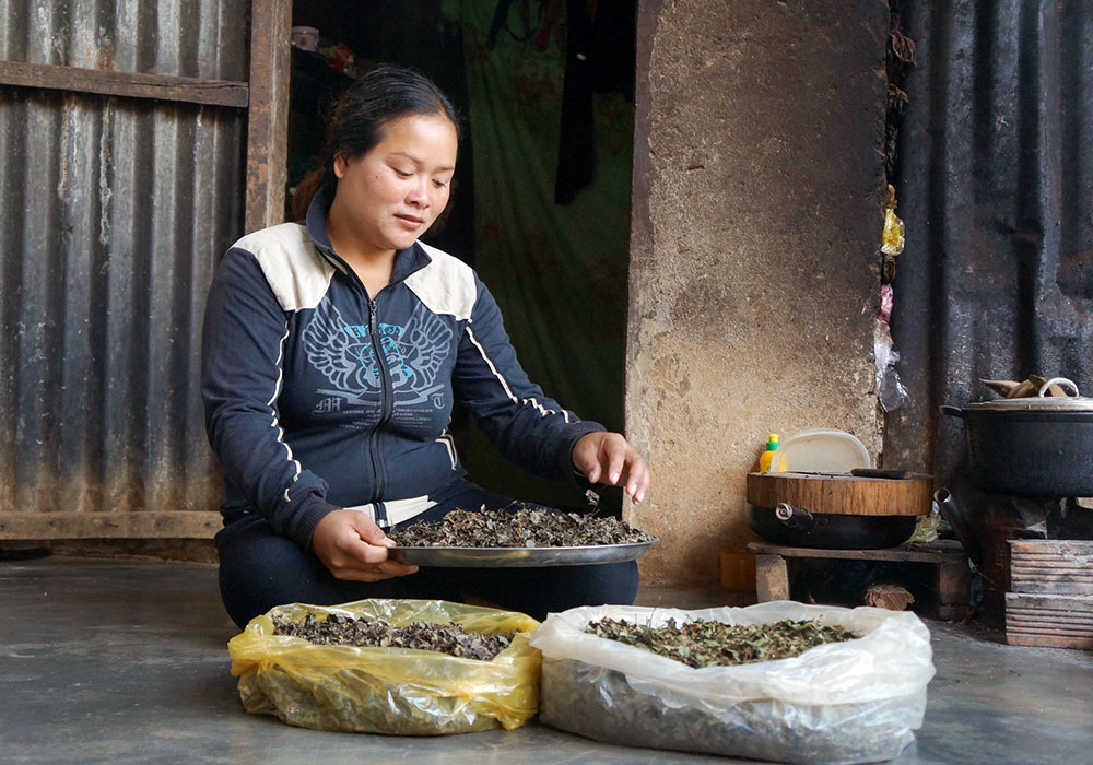 Tìm đâu trà rừng...
