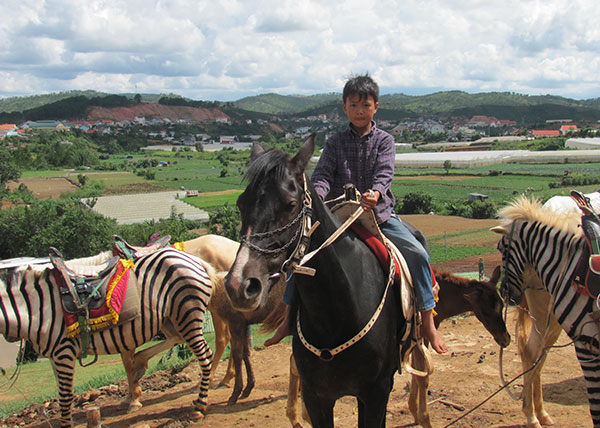 Những chàng nài ngựa dẫn khách