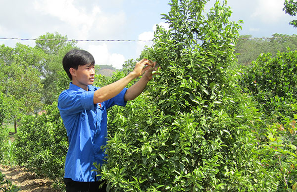 Khởi nghiệp với cây quất cảnh