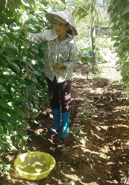 Rau xanh "quanh bếp, quanh vườn"
