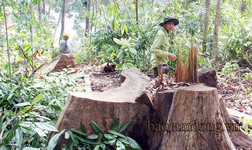 Tan nát rừng nguyên sinh khu vực Thủy điện Đồng Nai 5