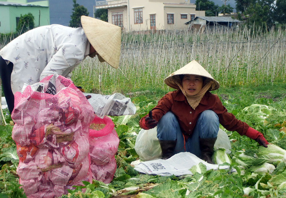 Thu gom rác thải trên đồng ruộng