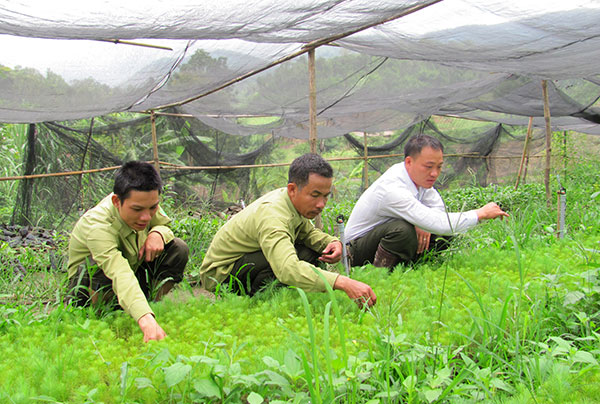 Nặng lòng với những cánh rừng