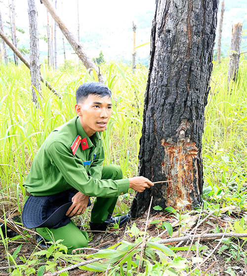 Nhiều cây thông tại khu vực này còn bị ken, vạt gốc bị chết đứng